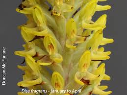 Image result for Disa fragrans