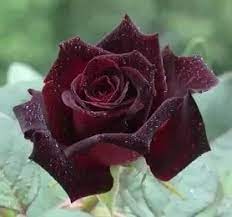 The rose is a type of flowering shrub. Do Black Roses Exist Quora