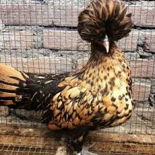Pin Oleh Khabib Farms Di Ayam Poland Jambul Mahkota
