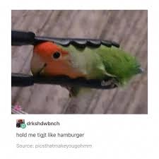 Pin On Surprising Facts About Parrots