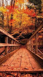 Fall Iphone Pictures Download Wallpapers Backgrounds Images Iphone Wallpaper Fall Fall Wallpaper Fall Pictures
