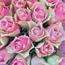 We did not find results for: Bonita Blomster Home Facebook