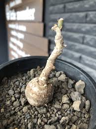 Image result for Monadenium pedunculatum