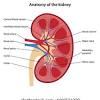 Lecture notes normal urinalysis findings color odor appearance specific gravity ph protein glucose ketones blood straw colored, pale yellow, to deep. 1