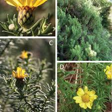 Image result for Dichilus reflexus