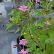 Image result for Talinum fruticosum