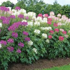 Pin On Landscaping