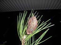 Bagworms killing my cedar tree. Actias Dubernardi Chinese Moon Moth Welcome Visitor
