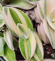 Image result for Tradescantia sillamontana