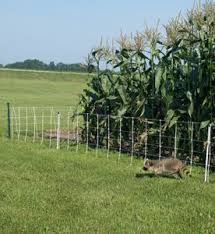 Maybe you would like to learn more about one of these? Electric Fencing For Garden Wildlife Premier1supplies Electric Fence Garden Fencing Garden Fence