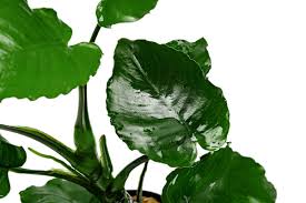 Image result for Blumea adamsii