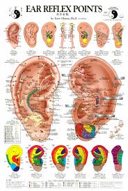 Ear Reflex Points Chart