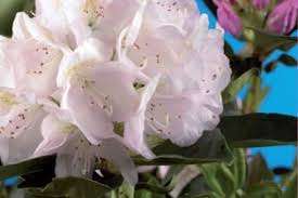 Rhododendron Cunninghams White Rhododendron Cunninghams White Is Een Wintergroene Haagplant Met Grote Witte Bloemen Tuin Prunus En Groenblijvend
