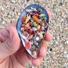 The Best Shell Beach Ever Shell Beach Shells Sea Shells