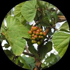 Image result for Ampelocissus