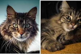 The maine coon is the largest species of domesticated cat and originated in maine in the united states. Maine Coon Vs Norwegian Forest Cat Know The Differences Here