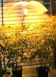 Explore our huge selection today! Veggie Lights Growing Vegetables Indoors Indoor Vegetable Gardening Growing Tomatoes Indoors