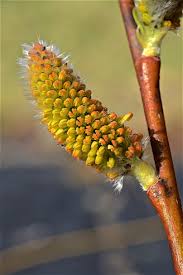 Image result for Vandellia humilis