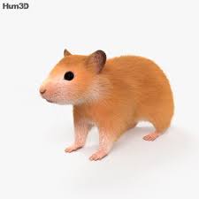 Hamster Hd Hamster Hd Hamster Buy Hamster