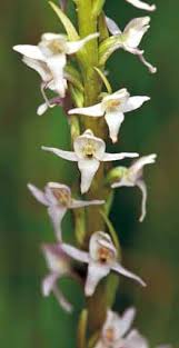 Image result for Polystachya greatrexii