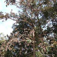 Terminalia bellirica (Gaertn.) Roxb. – Baheda (बहेड़ा) – Himalayan Wild  Food Plants