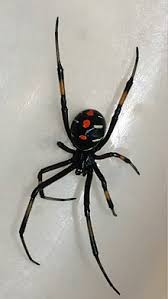 Black widows (and brown recluses and one or two other small. Latrodectus Wikipedia