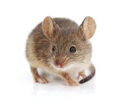 House Mouse Mus Musculus Close View Of A Tiny House Mouse Mus Musculus Ad Mus Musculus House Mouse Tiny Ad Pet Mice House Mouse Animals