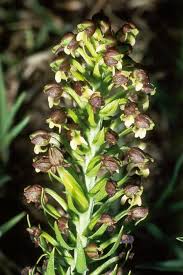 Image result for Brachycorythis velutina