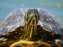 Maybe you would like to learn more about one of these? Close Up Photo Of A Yellow Bellied Slider Turtle Probably Bought As A Pet When It