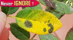 Dark spots on rose leaves is a fungal disease. Black Spot Rose Disease Treatment Die Black Save Rose Plant Youtube