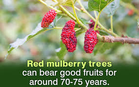 How to identify a mulberry tree. Mulberry Tree Identification Gardenerdy