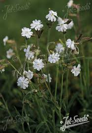 Image result for Silene