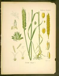 Triticum Vulgare L 87 Common Name S Common Wheat Scientific Name Triticum Aestivum L Herbs Illustration Plant Illustration Wheat Drawing