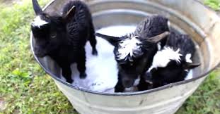 When can i give my baby a bath? She Finds 3 Tiny Babies Taking A Bubble Bath But Watch How They Dry Off I Can T Stop Smiling Baby Goats Animals Baby Animals