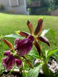 Image result for Angraecopsis amaniensis