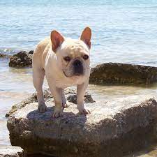 Check spelling or type a new query. French Bulldog Puppies For Sale Happy Kennels