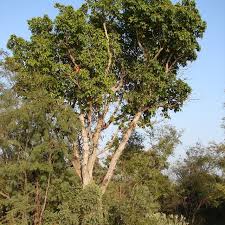 Image result for Ficus sur
