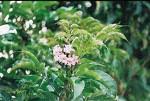 Image result for Craterispermum schweinfurthii