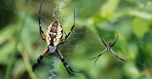A fishing spider can catch prey 5 times their size and can hunt underwater. Yellow Garden Spider