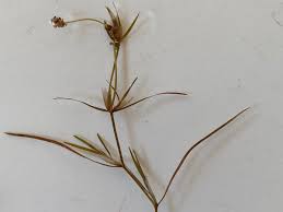 Image result for Potamogeton pusillus
