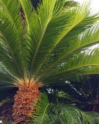 Growth rates of pygmy date palms are slow to medium in speed. 14 Attractive Palm Trees For Desert Locales
