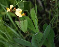 Image result for Argyrolobium rupestre