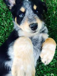 Black Australian Cattle Dog Mix Puppy Our Dog Australian Shepherd Blue Heeler Mix Heeler Puppies Puppies Australian Shepherd Blue Heeler