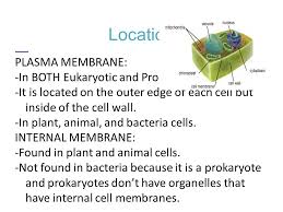 It outlines the key differences between plant and animal cell organelles. Green Block Organelle Presentations Ppt Video Online Download
