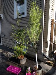 The weeping willow bonsai tree requires a balanced fertilizer, which should be applied at regular because the weeping willow bonsai tree tends to grow extremely fast, it will need to be pruned quite. Corkscrew Willow Tree Far Backyard Location
