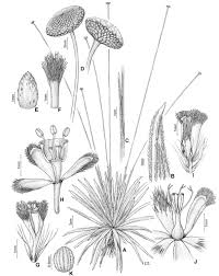 Image result for Ecbolium hastatum