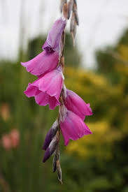 Image result for Dierama formosum