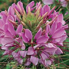 Image result for Cleome spinosa