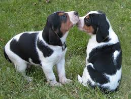 Treeing walker coonhound dogs adopted on rescue me! Pin On A Dog Is A Person S Best Friend