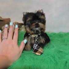 Delivering our cutest and healthy puppies to your home! Yorkie Puppy For Sale Nc Petswall